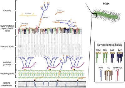 Drug-resistant strains of Mycobacterium tuberculosis: cell envelope profiles and interactions with the host